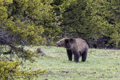 Obsidian and Cubs May 2025